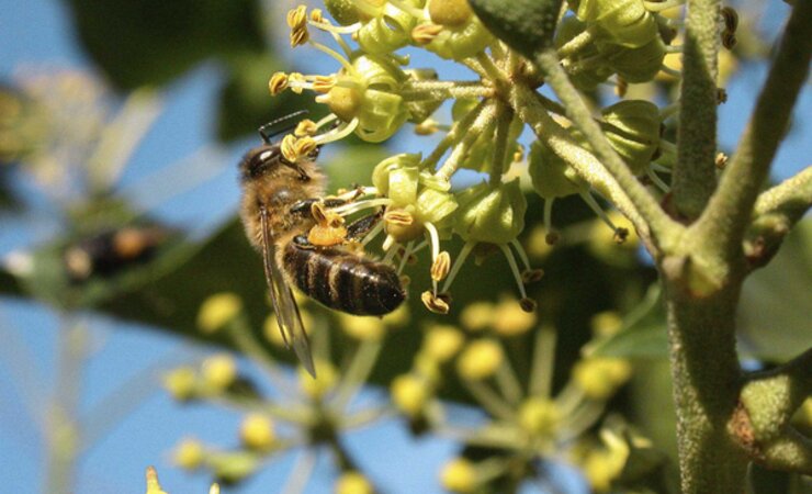 Der Efeu bietet neben Nektar auch einen goldgelben Pollen, den die Bienen sammeln. | © Jürgen Schwenkel