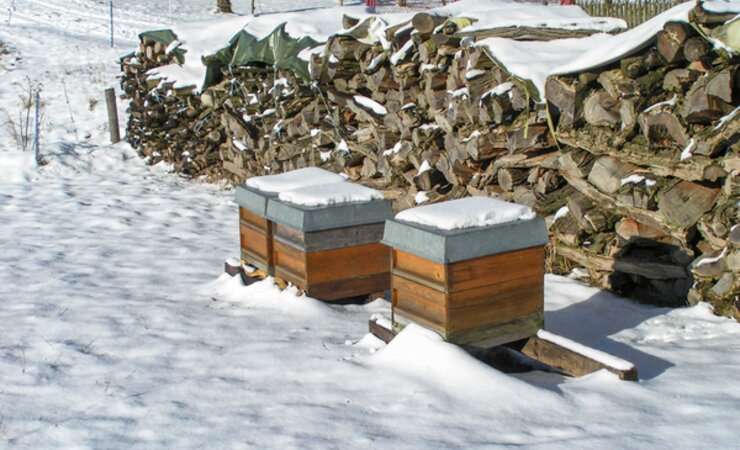 Noch gibt es wenig zu tun am Bienenstand, da die Bienen in der Wintertraube sitzen und wie Imkerinnen und Imker aufs Frühjahr warten. | © Bruno Binder-Köllhofer