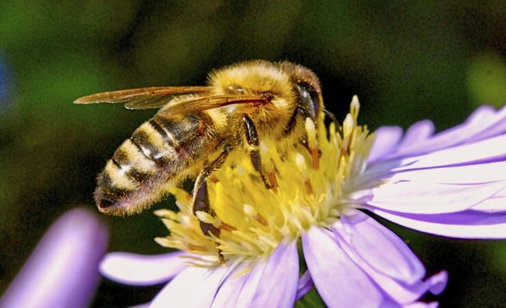 Das EuGH-Urteil schützt auch Bienen. | © Gilbert Brockmann