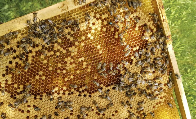 Bei der "Schluckimpfung" bekommt die Königin über die Nahrung der Ammenbienen AFB-Erreger-Bruchstücke gefüttert, die ihren Nachkommen ein Signal liefern, sich später besser gegen die AFB erwehren zu können – so die bisherige wissenschaftliche Erklärung. | © Boris Bücheler