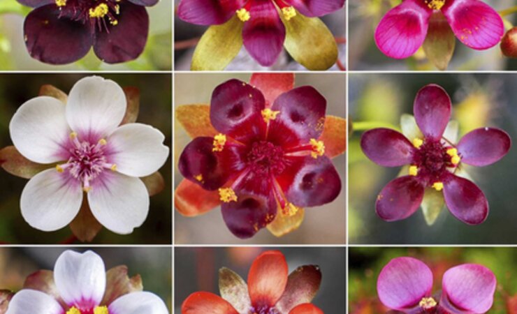 Alle Arten des Drosera-microphylla-
Komplexes haben sehr auffällige Blüten. | © Thilo Krueger, Curtin-University