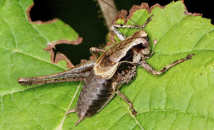 Die Langfühlerschrecke Pholidoptera griseoaptera, ein Beispiel des Niedergangs. | © Beat Wermelinger