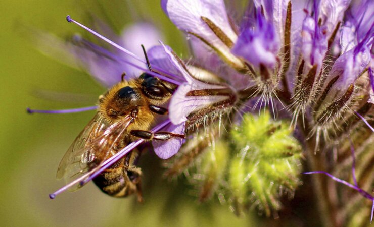 Biene an Phacelia. | © Dr. Odemer, JKI