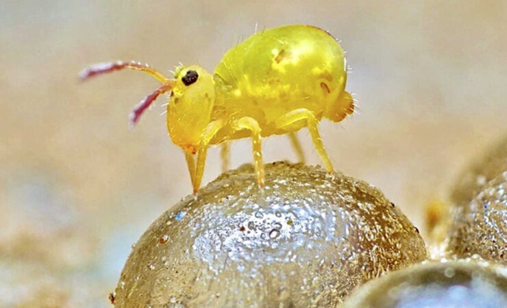 Bodenbewohner Springschwanz (Dicyrtomina minuta) auf Schnecken-
eiern. | © Andy Murray