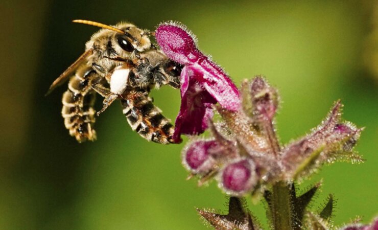 Schlürfbienen bei der Paarung am Wald-Ziest. | © Julia Wittmann