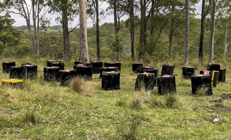 Um die Varroamilbe aufzuhalten, töteten die Australier tausende Bienenvölker. | © Andra Evans