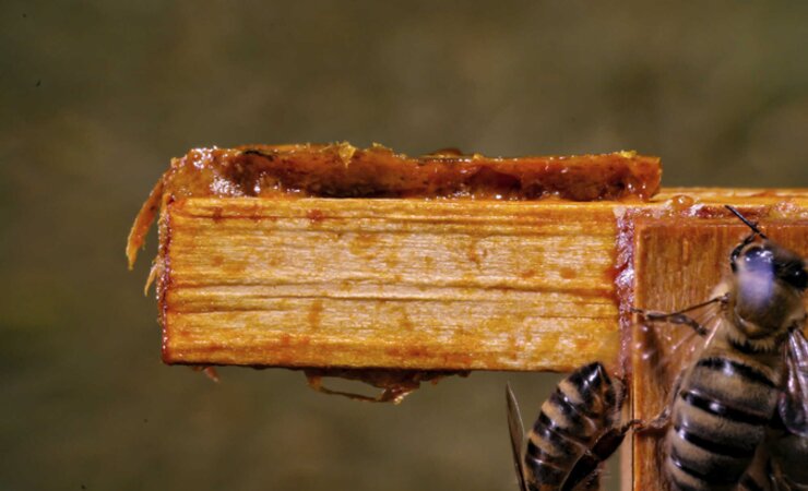 Bienen lagern Propolis gerne an den Rähmchenohren und -auflagen ab. | © Armin Spürgin