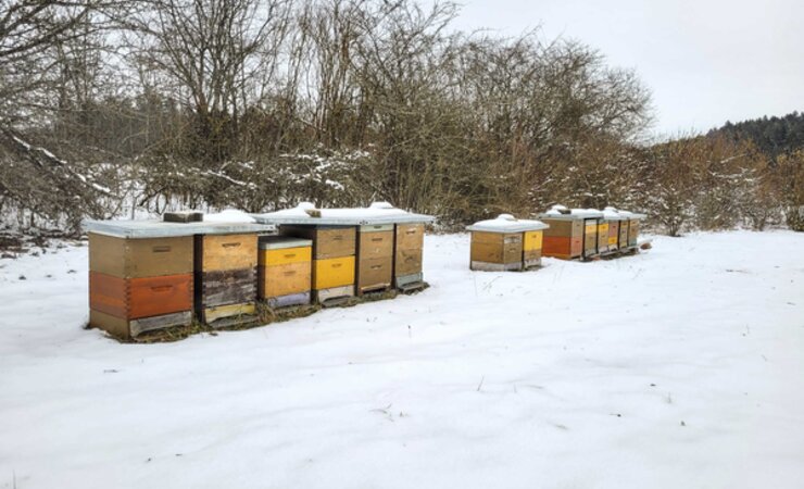 Im Frühjahr ist vor allem wichtig, dass die Bienen genug Futter haben. Ist dies nicht der Fall, sollten wir dringend notfüttern. | © Boris Bücheler
