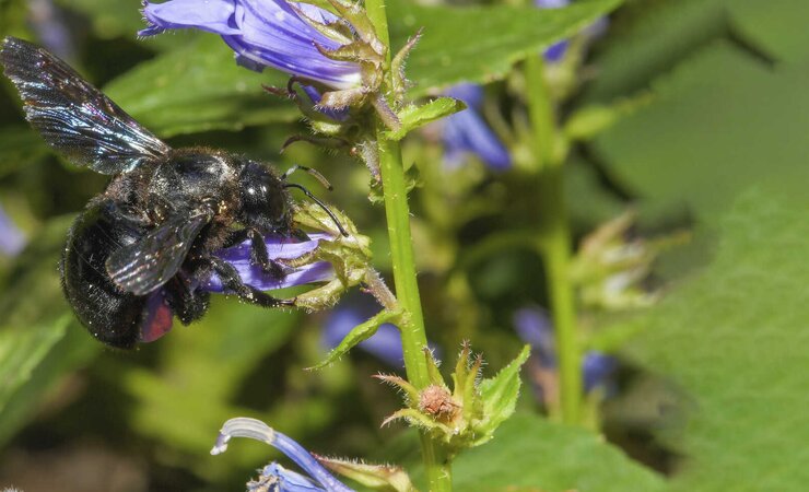 Holzbiene begeht Nektarraub an der Blauen Kardinals-Lobelie (Lobelia siphilitica). | © Fotos: Hans Bahmer