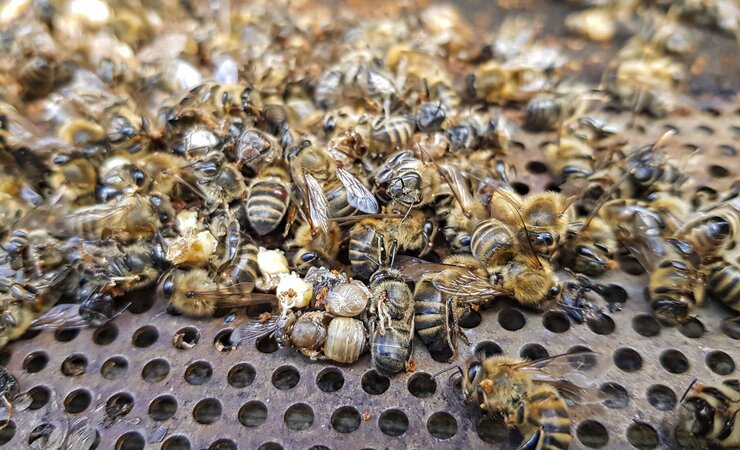 DWV ist zusammen mit der Varroa für Winterverluste verantwortlich. | © Boris Bücheler