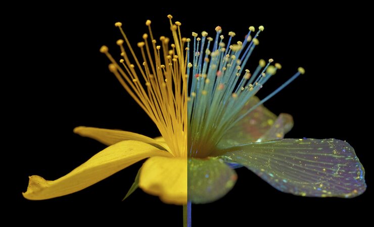 Die UVIVF-Fotografie (rechts im Bild) vermittelt einen Eindruck, wie Bienen die Details einer Blüte wahrnehmen, z. B. die auffallenden Pollen dieses Johanniskrauts. Im Vergleich dazu links dieselbe Blüte, wie das menschliche Auge sie sieht. | © Craig P. Burrows / Knesebeck Verlag