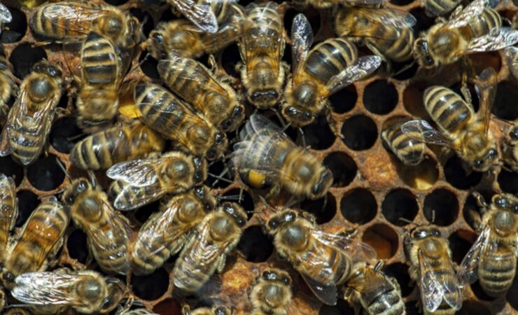 Honigbienen kommunizieren u.a. über den sogenannten Schwänzeltanz. | © Bram Cornelissen, Adobe-ID: 521872299