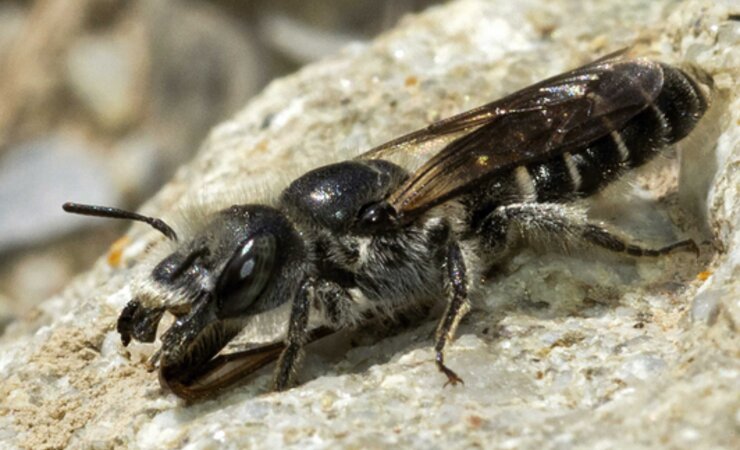 Ein Weibchen von Hoplitis onosmaevae. | © Aubert et al. 2024/CC BY 4.0 DEED