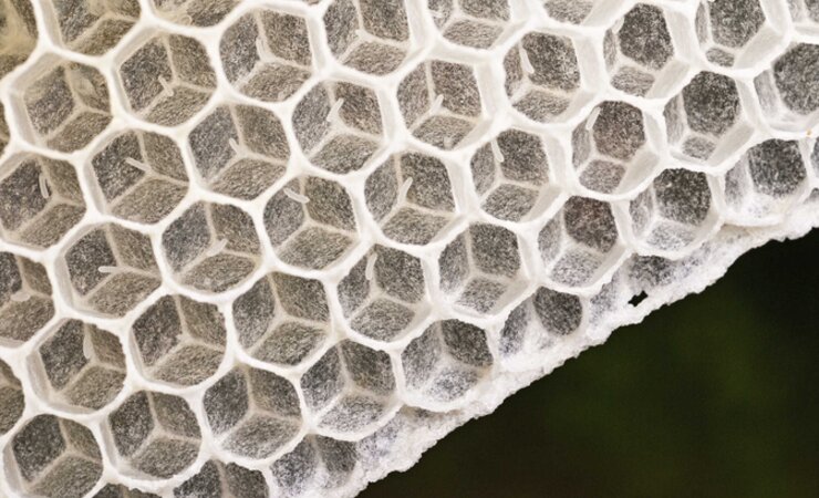Bei Naturwabenbau gibt es eine größere Variabilität der Zellgröße, die möglicherweise auch die Arbeitsteilung im Volk beeinflusst. | © Norbert Poeplau