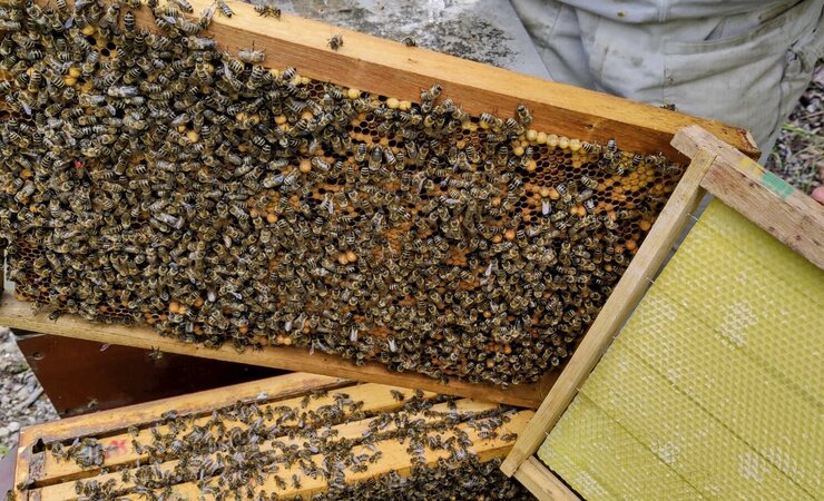 Eine mit Pollen durchsetzte Wabe wird durch eine Mittelwand ersetzt. | © Fotos: Adelheid Maria Klein