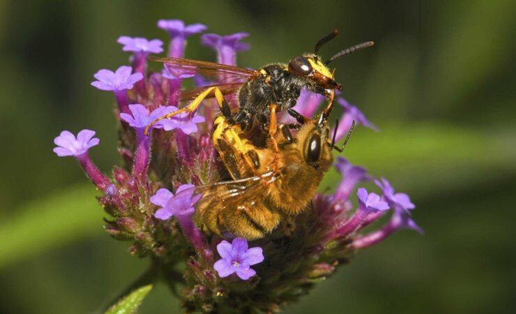 Ein Bienenwolfweibchen hat eine Honigbiene erbeutet und führt seinen Stachel an den weichen Gelenkhäuten hinter den Vorderhüften ein. | © Fotos: Hans Bahmer