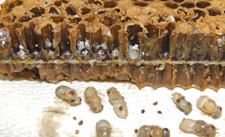 Varroose-Brutschäden im November 2023: Massenbefall verdeckelter Brut mit Varroamilben, Varroakotablagerungen infolge Mehrfachparasitierungen in zahlreichen Zellen. | © Dr. Frank Neumann