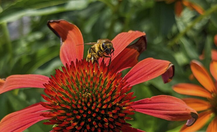 Diese Biene nutzt die klaren sonnigen Tage im September noch für Sammelflüge in rot blühende Sonnenhüte. | © Rebekka Maier