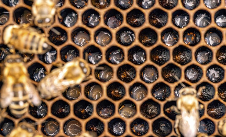 Kombinierte Pestizide können bei Bienen und Larven unterschiedliche Effekte haben. | © Grafvision/stock.adobe.com