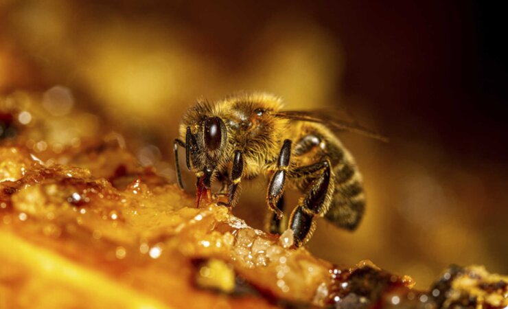 Gibt es einen Zusammenhang zwischen dem Überleben im Winter und der Zusammensetzung des Darm-Mikrobioms von Honigbienen? | © BeeApiaries/adobe.stock.com