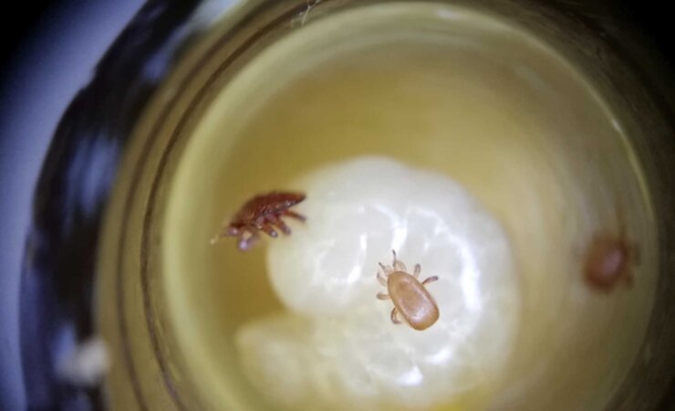 Varroamilbe und Tropilaelaps gemeinsam auf einer Bienenlarve. | © Maggie Gill