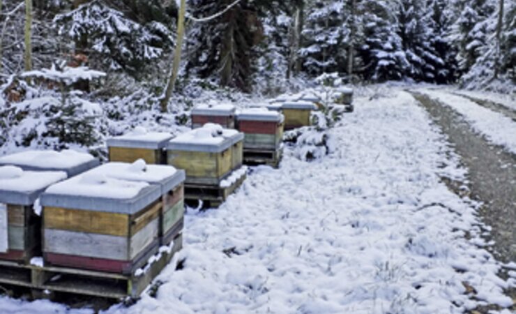 An den Bienenständen ist unter der Schneedecke Ruhe eingekehrt. | © Fotos: Eva Frey