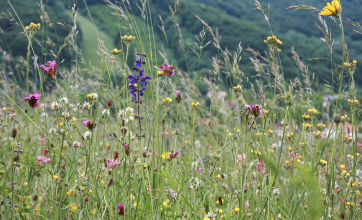 In den Gipfelzonen der Alpen steigen die Artenzahlen derzeit durch einwandernde Arten. Langfristig jedoch werden sie sinken, vermuten die Forschenden. | © Harald Pauli/ÖAW