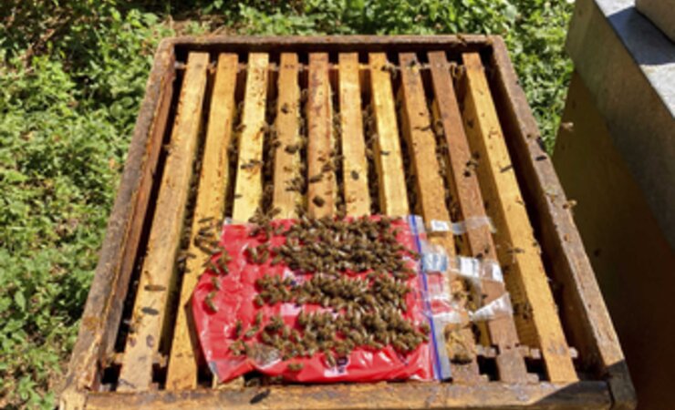 Applikation von kleinen Päckchen mit LiCl-Futterteig. Roter Farbstoff wurde verwendet, um den Weg des LiCl-Futters im Volk visuell nachzuvollziehen. | © Fotos: Carolin Rein