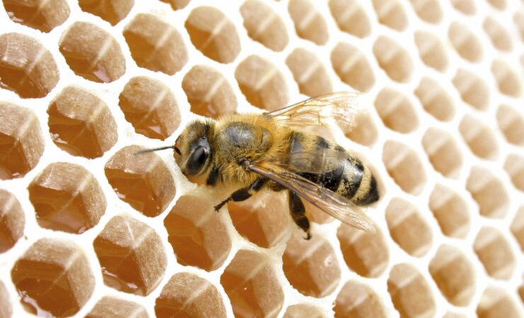 Biene ganz nah: So haben wir sie auf einmal selbst fotografieren können, als um die Jahrtausendwende die digitale Technik Einzug gehalten hat – ein faszinierendes Erlebnis. | © Jürgen Schwenkel