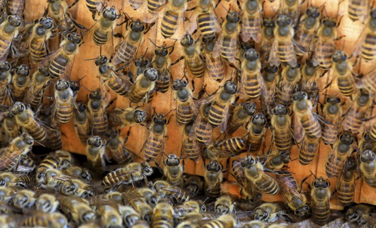 Apis cerana japonica in Japan. | © feathercollector/stock.adobe.com