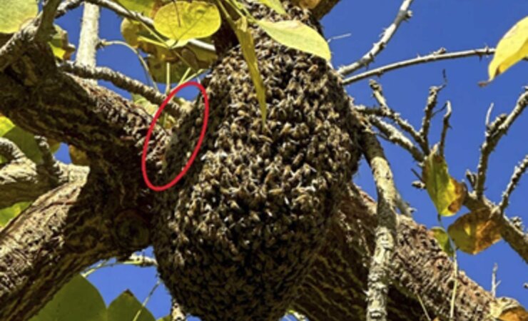 Ein Bienenvolk auf dem Campus der Universität lebt in einem Straßenbaum, nachts mit künstlicher Beleuchtung. Die rote Markierung zeigt Wabenbau; es handelt sich daher nicht um einen Schwarm. | © Kim et al. 2024, CC BY 4.0