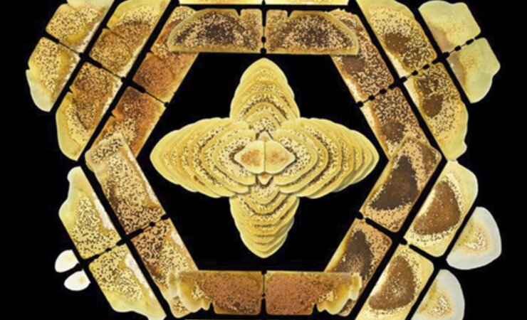 Für dieses Bild haben Biologen Bienenwaben kreisförmig angeordnet, sodass ein hübsches Mandala entsteht. | © Peter Marting