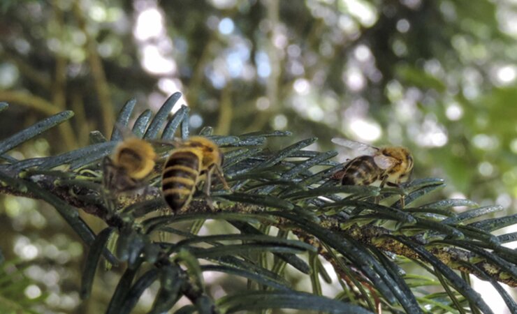 Bienen bei der Honigtauaufnahme auf der Weißtanne. | © Peter Buchner