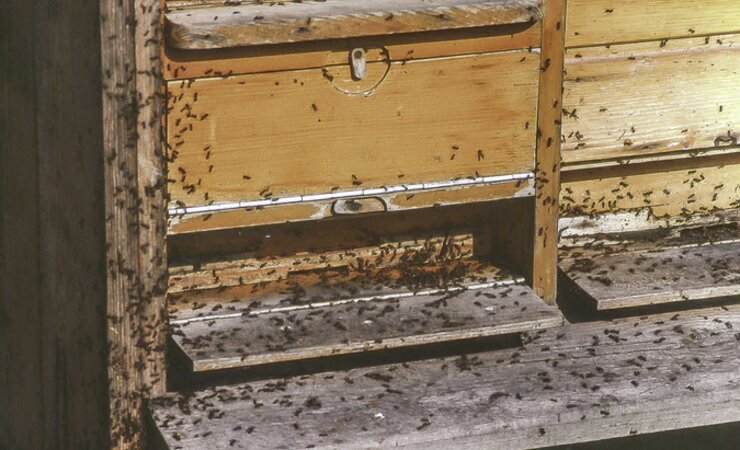 Ameisen beginnen ein Bienenvolk zu belagern. | © Armin Spürgin