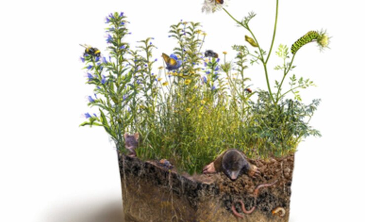 Pestizide lagern sich auf der Vegetation und im Oberboden außerhalb der Anbauflächen ab. Das belastet Pflanzen und Tiere. | © RPTU, Ulrike Eberius - multimedia-atelier.de