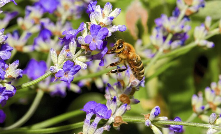Wissenschaftler haben eine neue Nahrungsquelle vorgestellt, die Honigbienen ohne natürlichen Pollen dauerhaft versorgen soll. | © Hans Bahmer