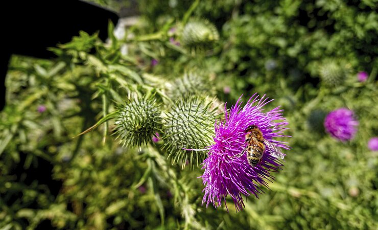 Umweltveränderungen durch Landumnutzung und Klimawandel bedrohen die Biodiversität und die von ihr erbrachten Ökosystemleistungen. | © Niels Gründel