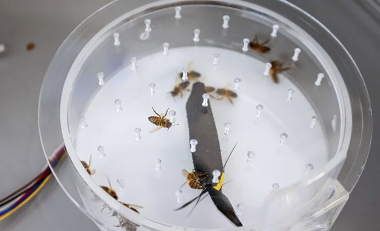 Honigbienen ein und desselben Volkes besitzen unterschiedliche Vorlieben im Stechverhalten. | © Elisabeth Böker/
Universität Konstanz