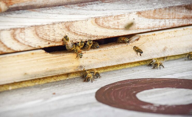Ein Fluglochkeil verkleinert das Flugloch und die Wächterbienen können es besser gegen Räuberei verteidigen. | © Marion Loeper