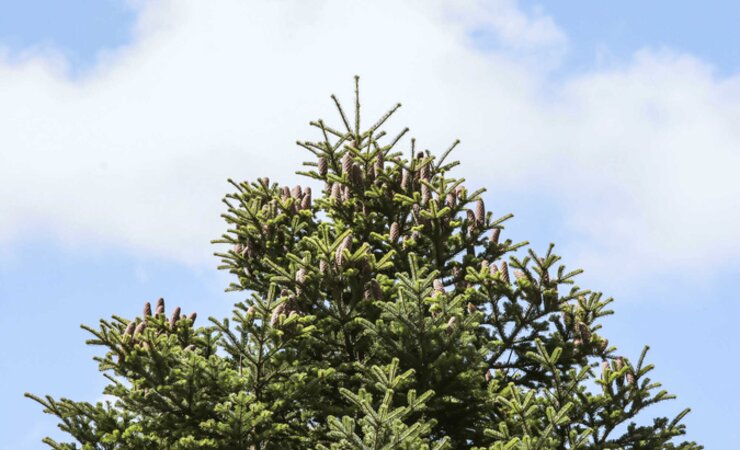Tannenzäpfle stehen senkrecht und entblättern sich nach der Reife am Baum. | © Fotos: Armin Spürgin
