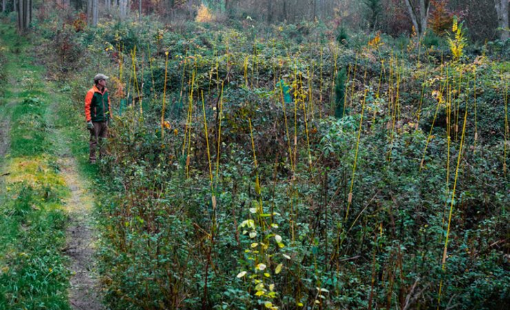 Durch die verlängerten Markierungstangen lassen sich die Jungbestände auch bei massiver Verkrautung problemlos auffinden | © A. Scheffold
