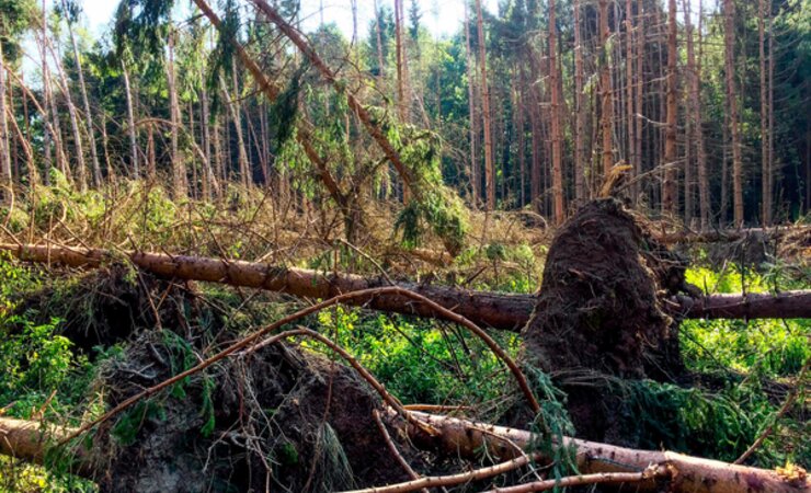 Die Schadholzmenge in Österreich hat sich 2020 halbiert. | © H. Stummer