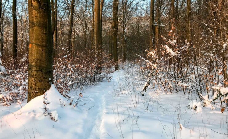 So wie hier im Habichtswald sah es im Februar in weiten Teilen Westdeutschlands aus. Ein halber Meter Schnee und die vorherige Nässe haben die Forstwirtschaft ausgebremst | © Benjamin Krug, HessenForst