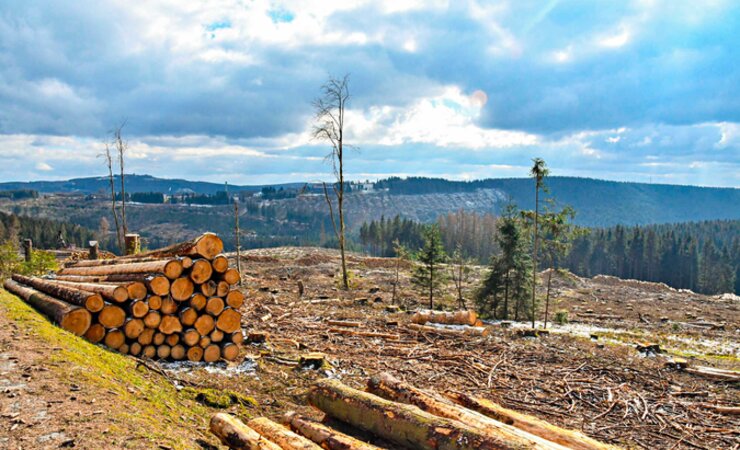 Holzpolter auf einer Kalamitätsfläche im Siegerland. Hier bleiben die Sägerundholzpreise deutlich hinter dem Niveau zurück, das in Süddeutschland erreicht wird. | © M. Kubatta-Große