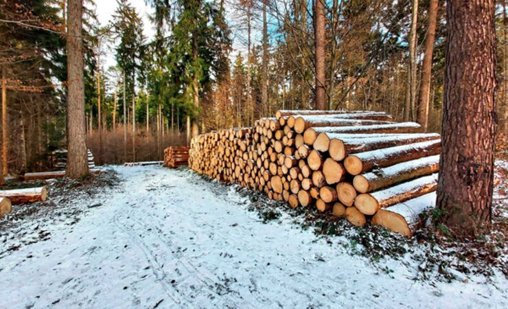 Auch wer sich keinen eigenen Wald leisten kann, hat Möglichkeiten, in Wald und Holz zu investieren | © M. Kubatta-Große