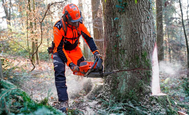 wirklich starkes Holz | © A. Fehrle