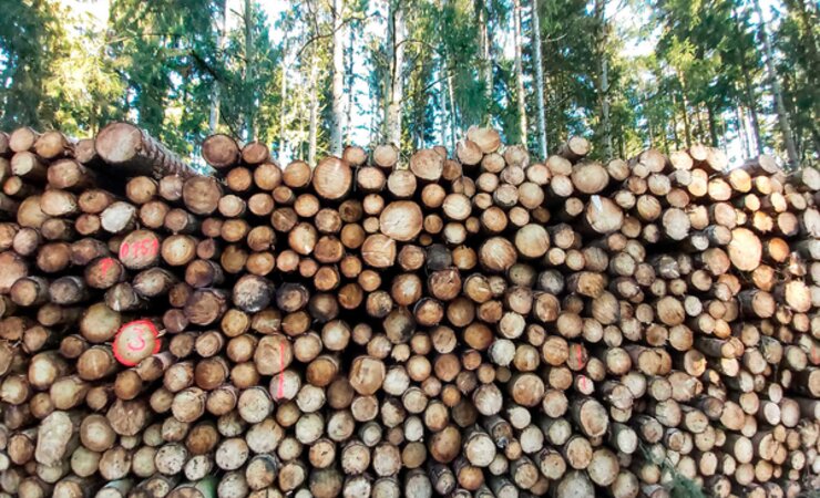 Der Rundholzmarkt in Norddeutschland ist nach einer Phase der Preisstabilität im Herbst jetzt wieder durch steigende Preise geprägt. | © Marc Kubatta-Große