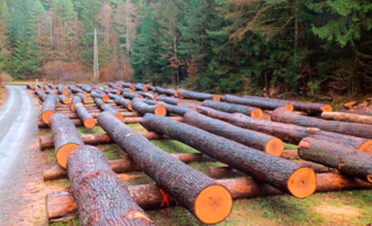 Eichenwertholzplatz Stangeneck im Forstamt Kaiserslautern. Der Durchschnittserlös auf der Eichensubmission Pfälzerwald ist dieses Jahr um 16 % gestiegen, das Spitzengebot lag bei über 4.000 €/Fm. | © Landesforsten Rheinland-Pfalz