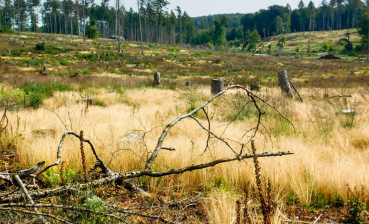 Vergraste Kalamitätsfläche östlich der Eichkanzel im Reinhardswald | © N. Panek
