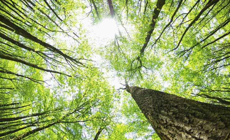 Buchenwald im Frühling | © Imago/Yay Images
